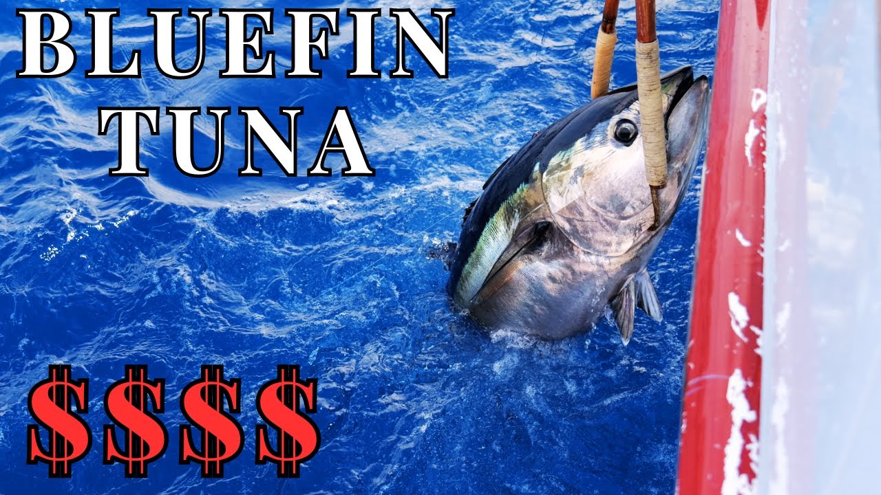 Bluefin Tuna (The Movie)