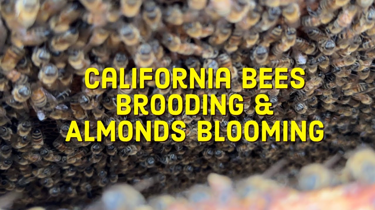Unveiling Nature's Marvel: Honeybees in Action as California's Almond Blossoms Emerge!
