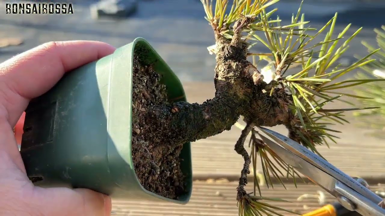 【KRM】黒松を小型化へ #盆栽 #bonsai