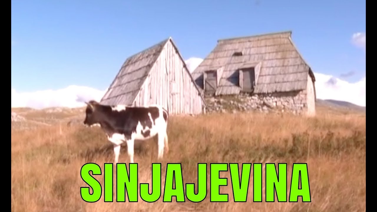Sinjajevina Katun Starac - Drzi 140 Ovaca i 14 Krava Novo Mijatovic