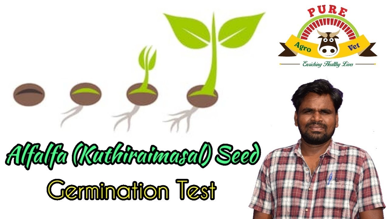 Alfalfa / Kuthiraimasal / Lucerne (Medicago sativa) || Seed Germination Test
