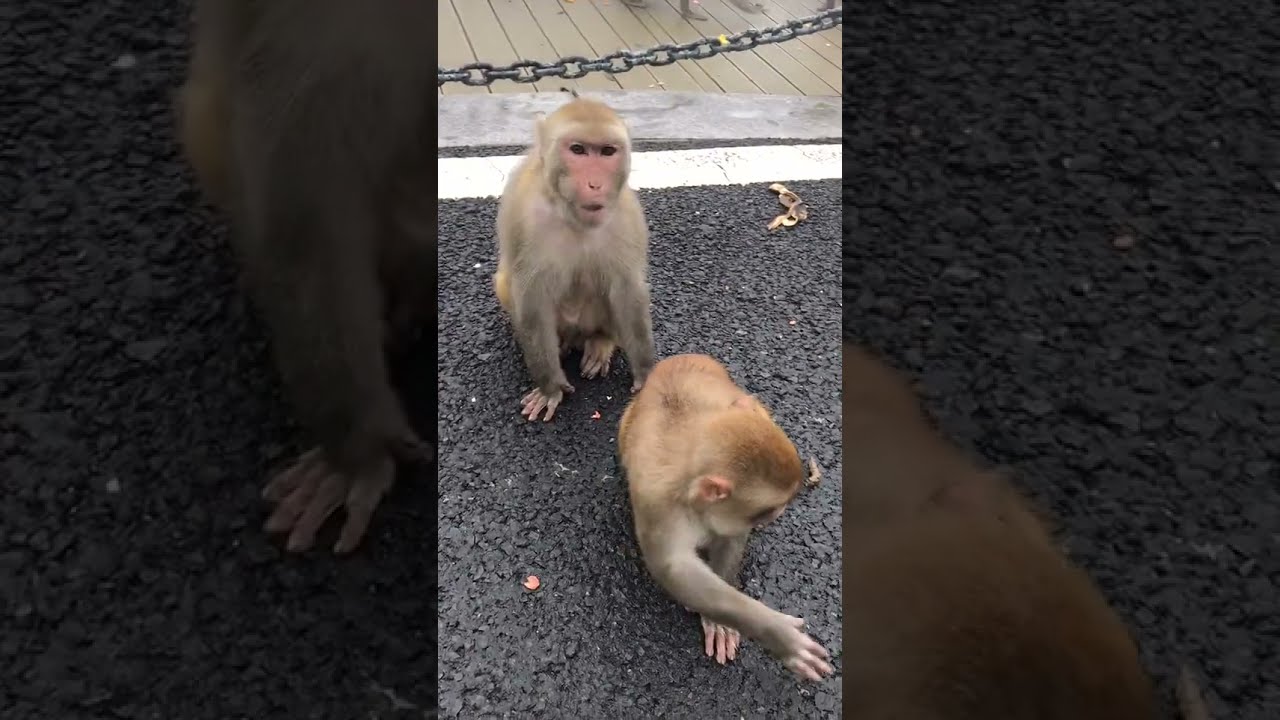 Best Monkey Baby monkey Animals monkeys Cute Monkey videos #Shorts 856