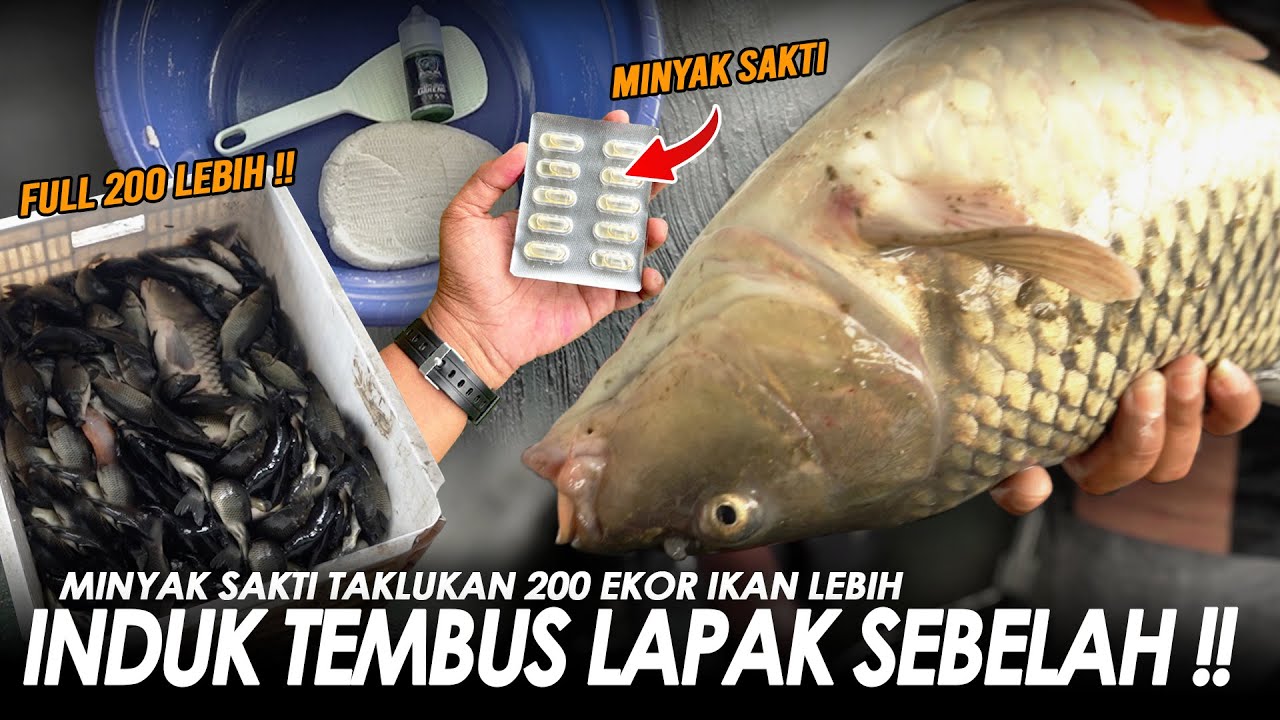 SEMUA DI BUAT MELONGO !! MINYAK IKAN BRUTAL SIKAT BABON + 200 EKOR LEBIH IKAN RAME || Am#680