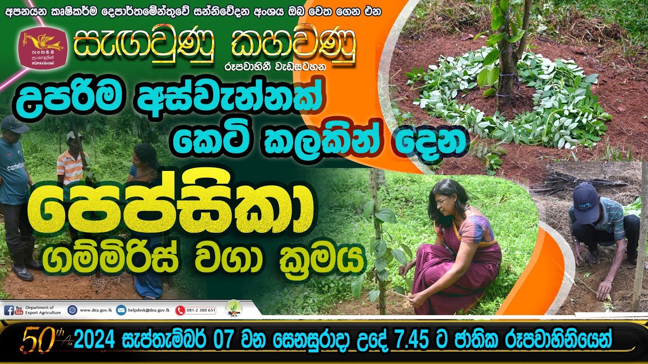 උපරිම ආස්වැන්නක් කෙටි කලකින් දෙන 
