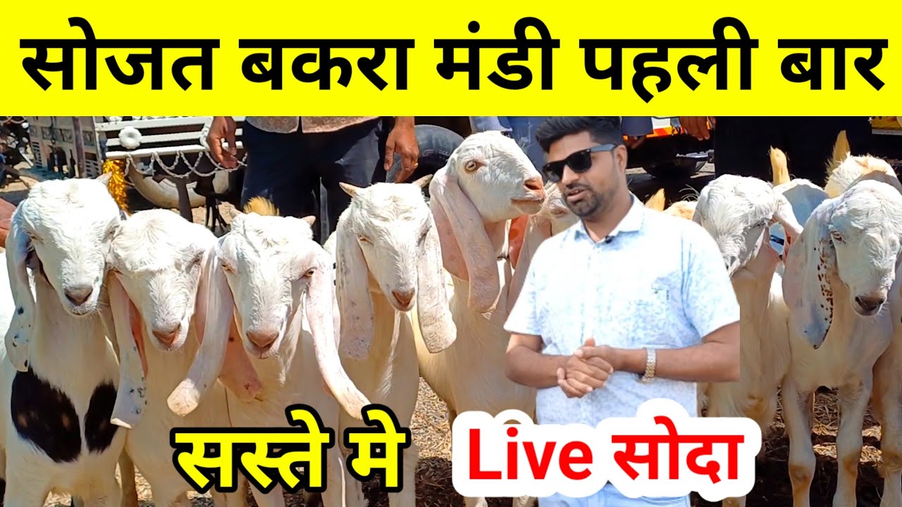 Sojat Goat Market for the first time cheap live deal #goatmandi #market #goat #sojatgoatfarm #gpgoatfarm #gp