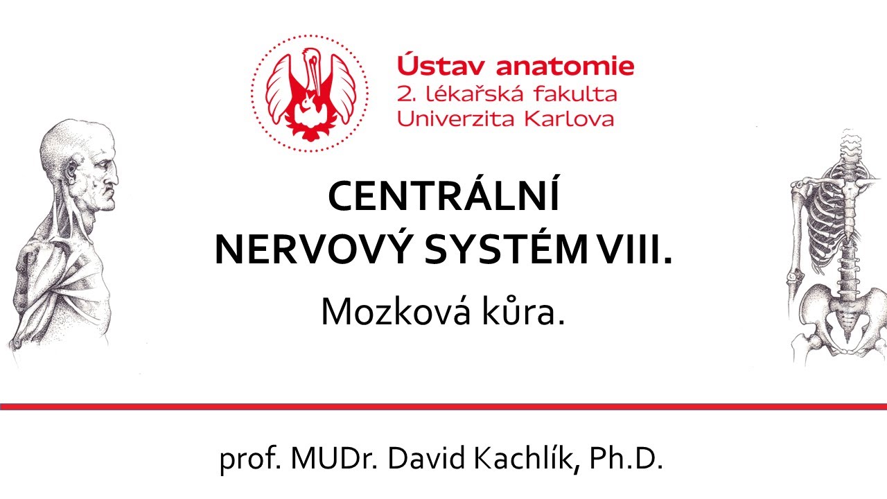 CNS 8 Mozková kůra 22 4 2020