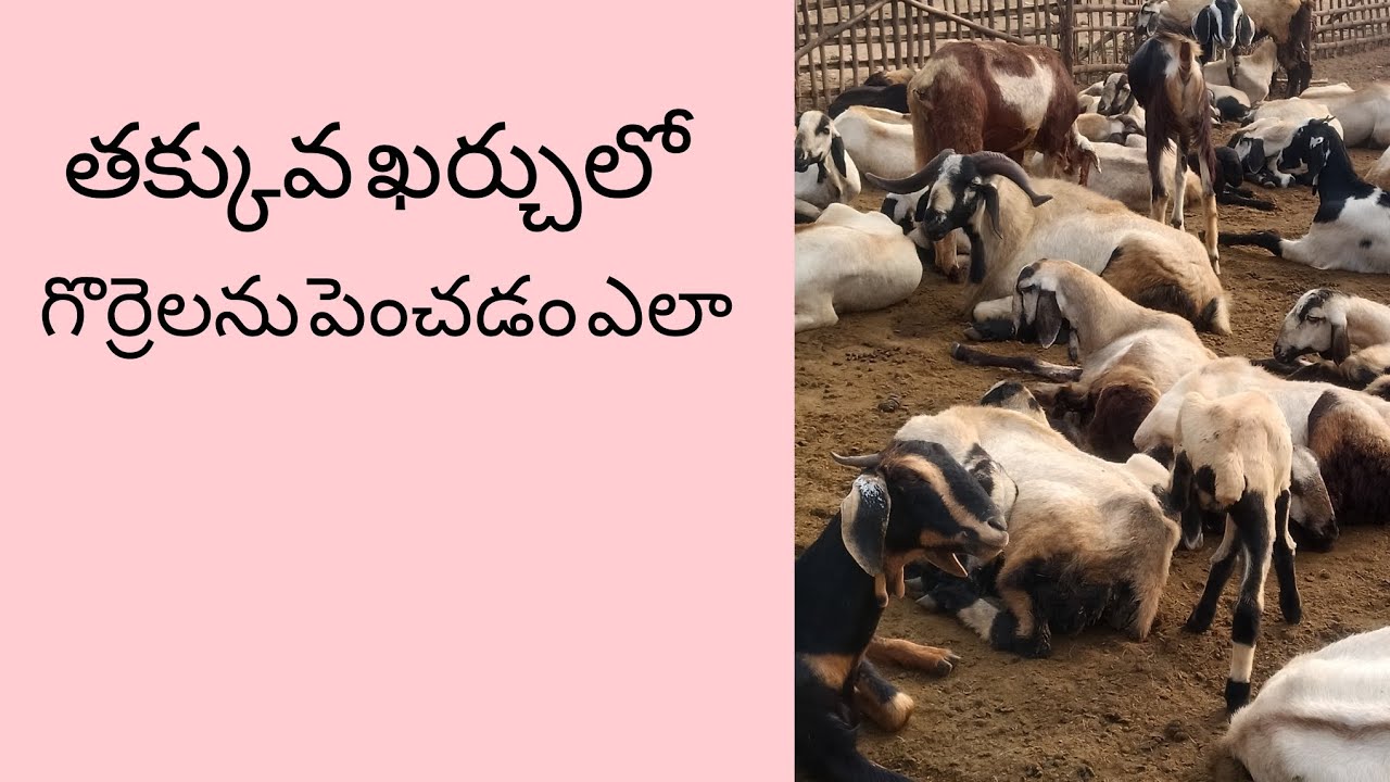 తక్కువ ఖర్చులో గొర్రెలను పెంచడం ఎలా