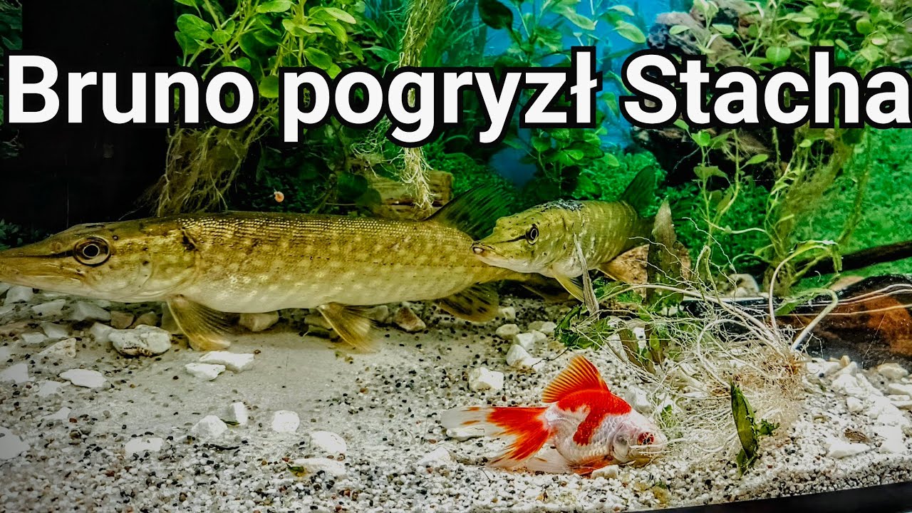 Czy szczupak skusi się na kolorowe rybki 😃 #fish 