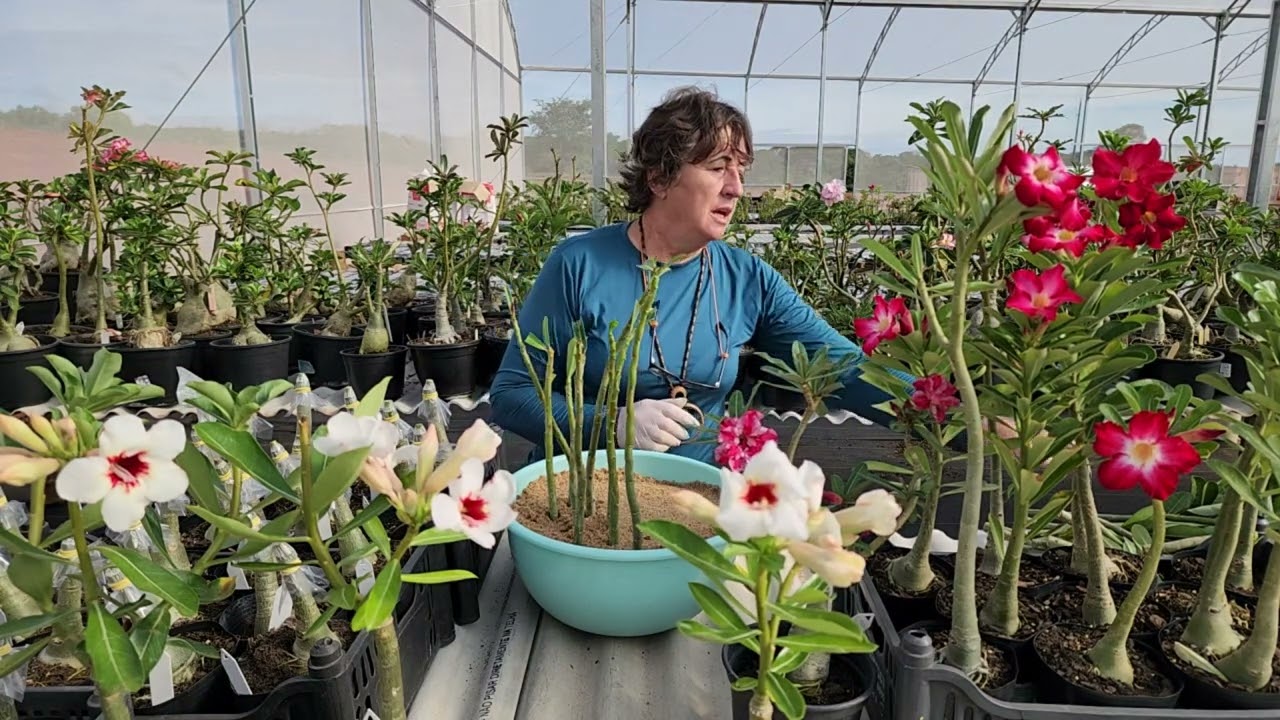 ENXERTEI ROSA DO DESERTO: CULTIVANDO ESTACAS