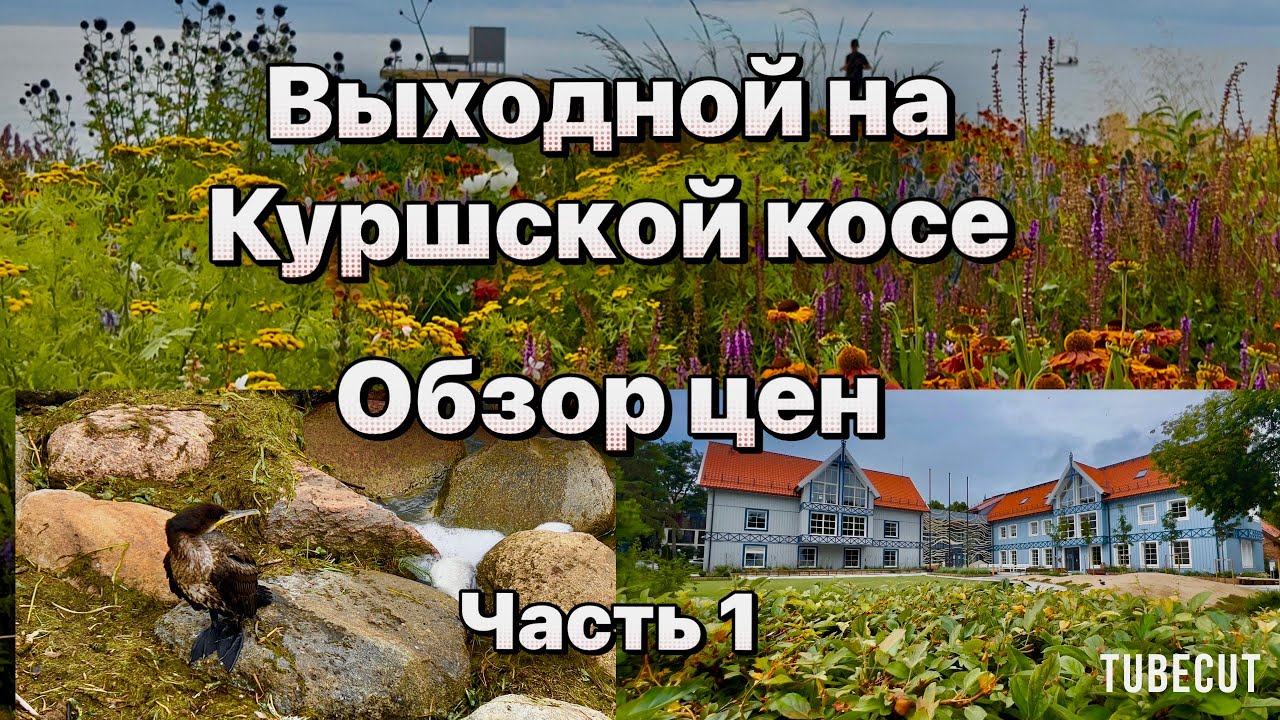 Куршская коса весь берег в мертвой рыбе . Где,что,сколько в Нида и Йодкранте Начало  #таещекулинарка