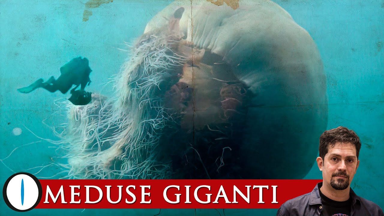 MEDUSE GIGANTI - Quali sono le specie più grandi