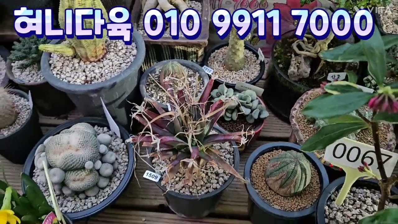 🪴🪴2월 3일 화요일#천리향 #운간초 #문자주문주셔여 #카드가능해요 