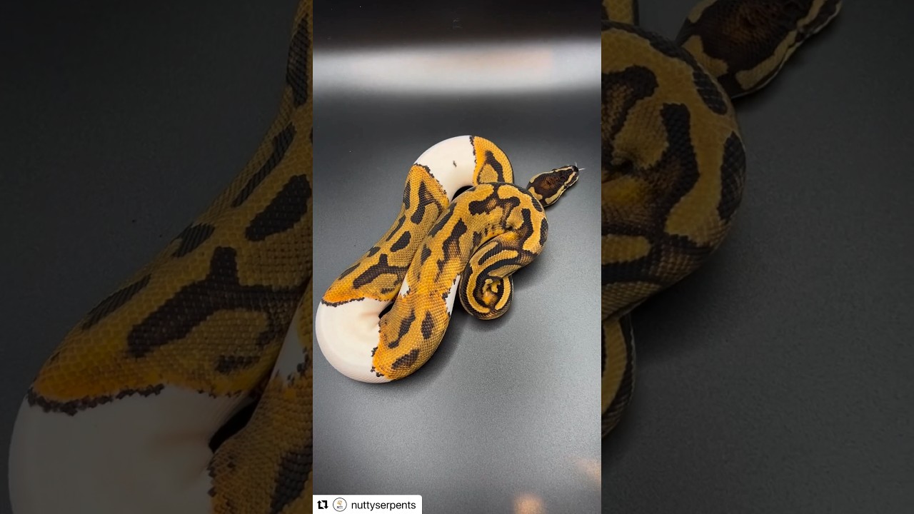🐆 Leopard Pied Ball Python #ballpython #piebald #reptile #pythonclutch #snake #ballpythonbreeder