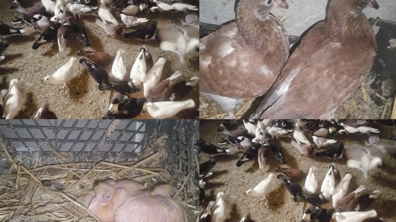 مكون واحد على كلفه الحمام هتزود عندك الانتاج من بيض وتزود وزن الزغاليل