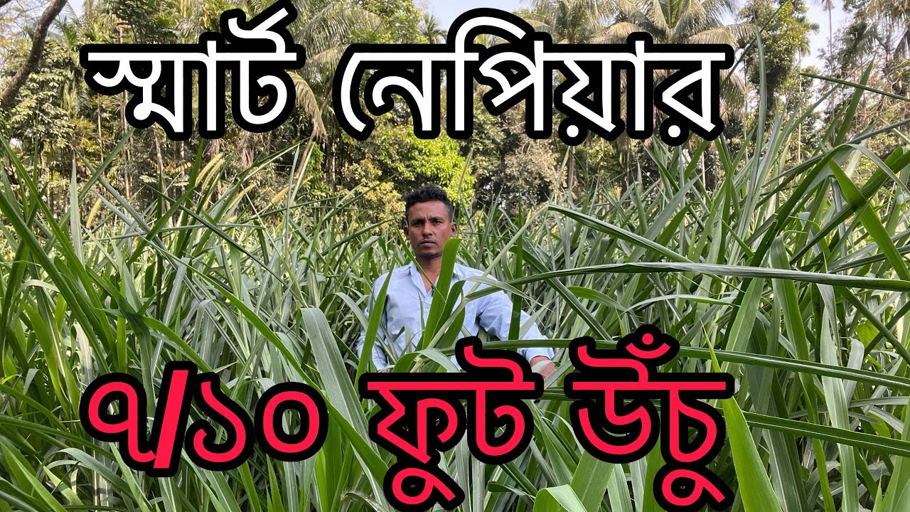 ঘাসের রাজা উচ্চ ফলনশীল জাতের ঘাস স্মার্ট 