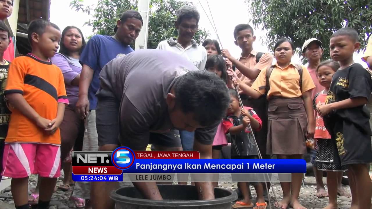 NET5 Lele Raksasa Ditemukan di Tegal