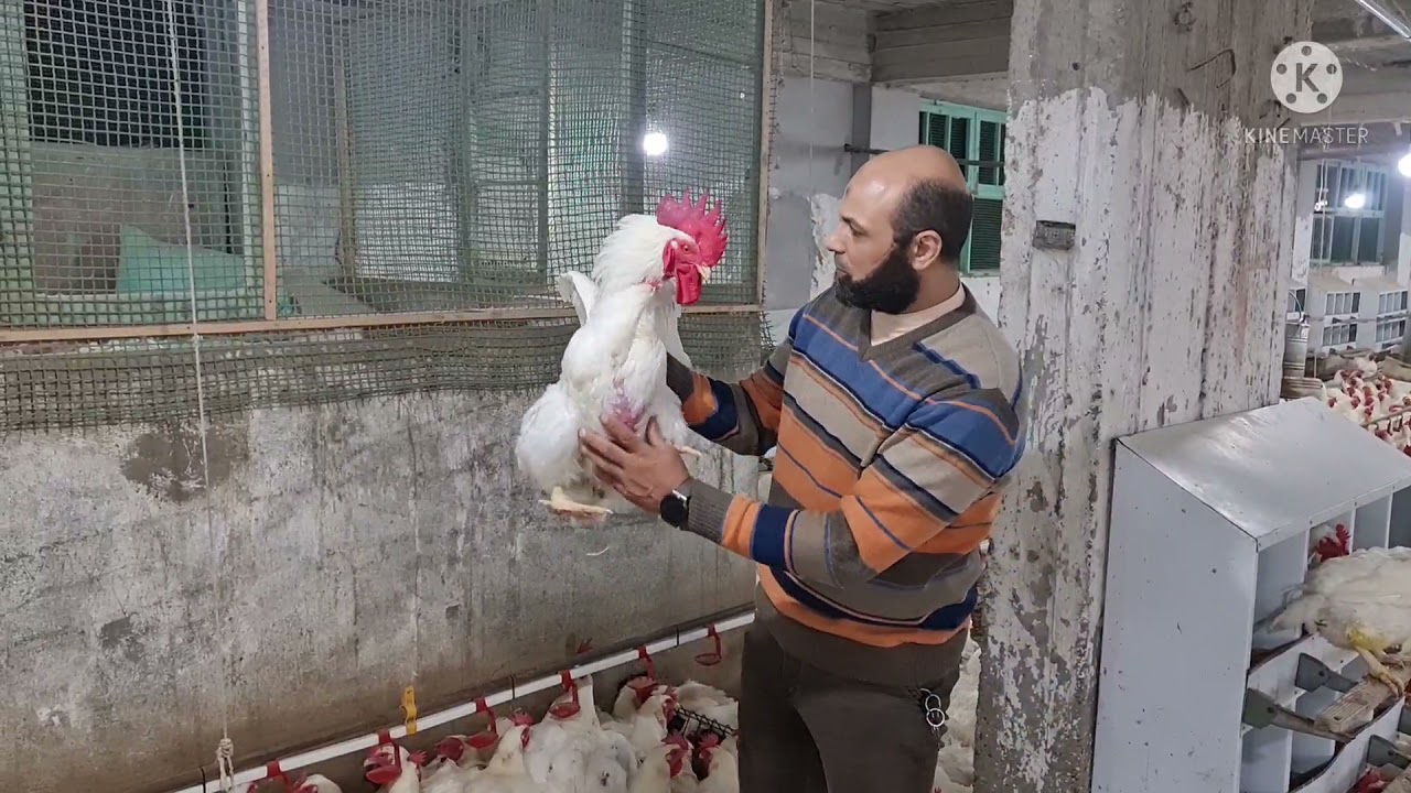 قطعان أمهات الدواجن المنتجه ايفين معدل إنتاج ممتاز