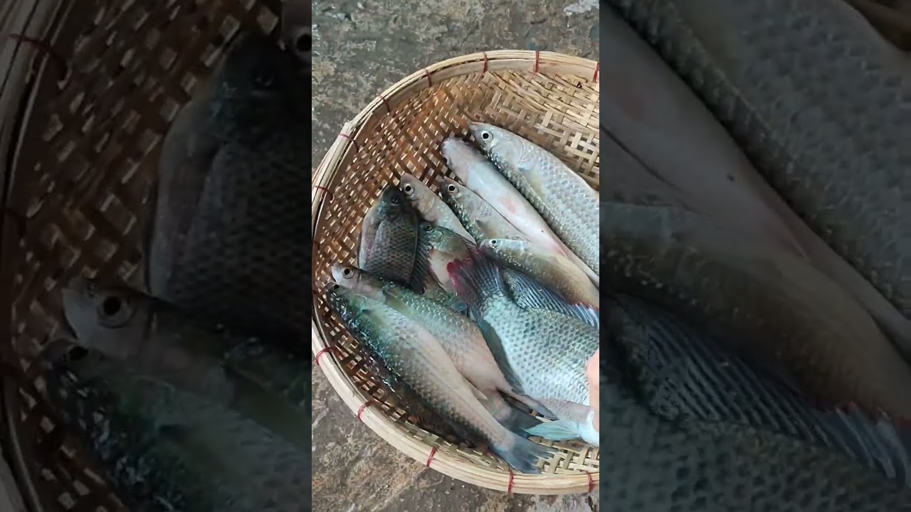 Trãi nghiệm đi giăng lước cá đối về nướng .