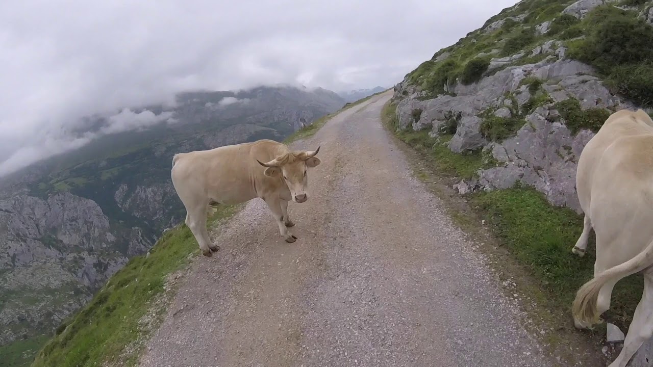 Circular Macizo Oriental Picos de Europa con specialized Turbo Levo