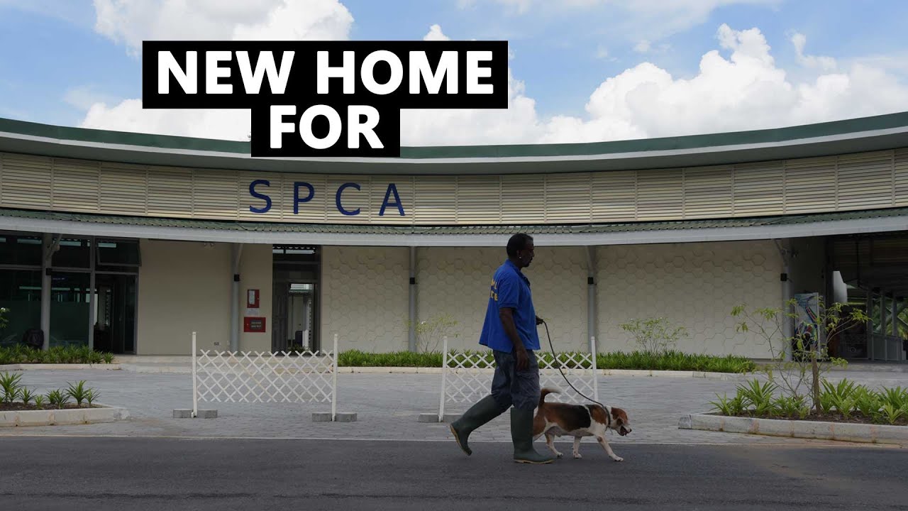SPCA's New Home | CNA Insider