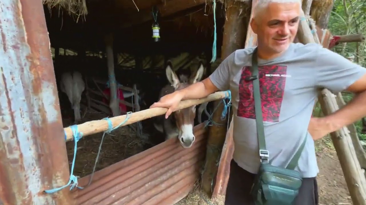 Ferma de magarite  ! George Moiceanu ( Câmpulung Muscel ) !