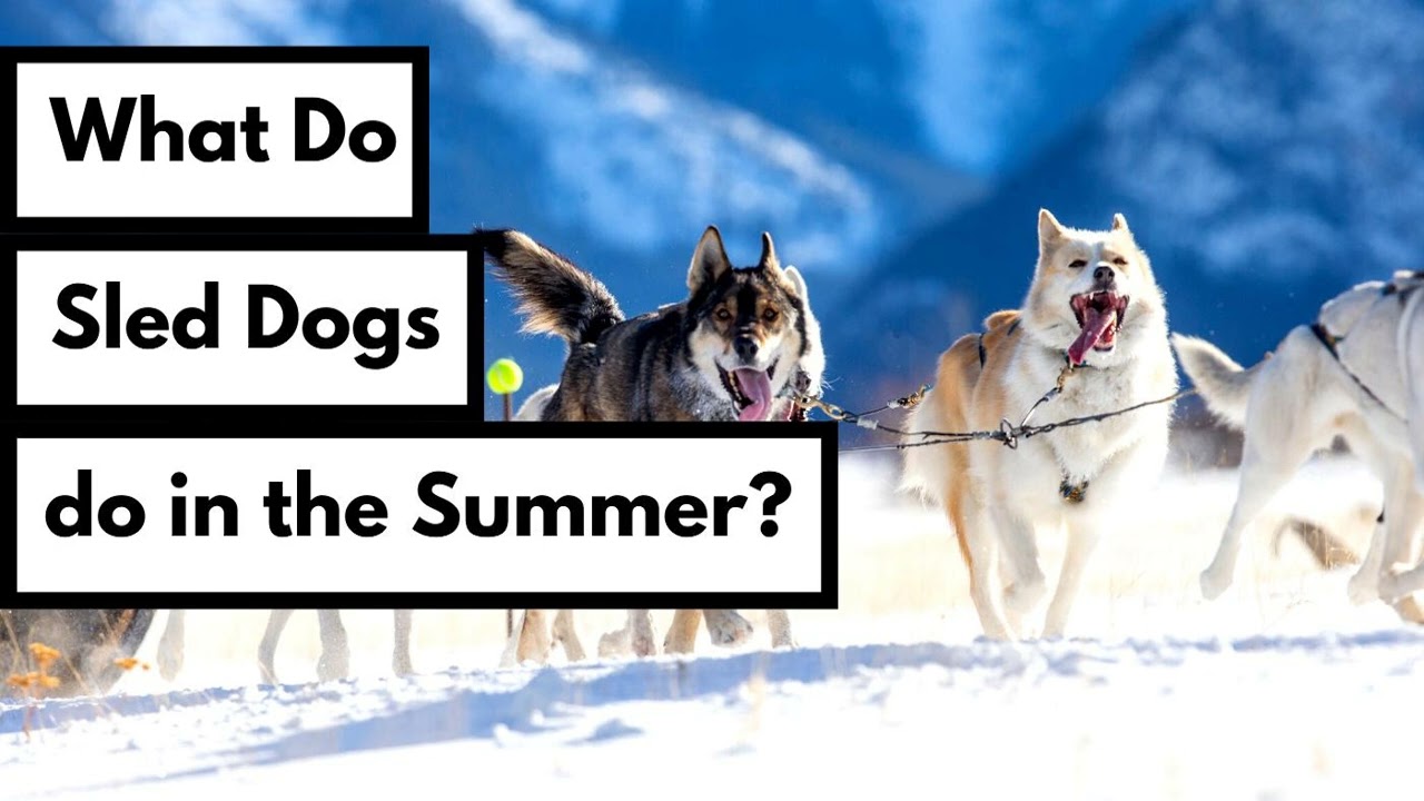 What Do Sled Dogs Do in the Summer?