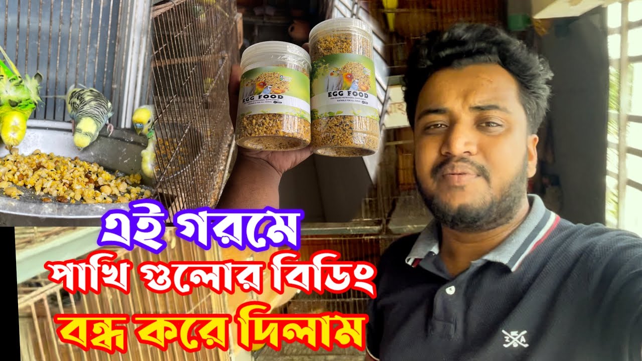 এই গরমে পাখিকে বেরিং না করানো টাই ভালো | budgrigar bird breeding time | The dream bird zone | TDBZ