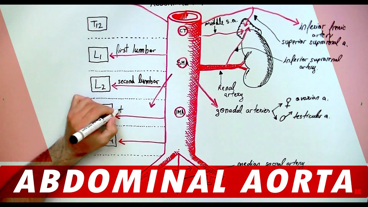 Anatomy - Abdominal Aorta Branches