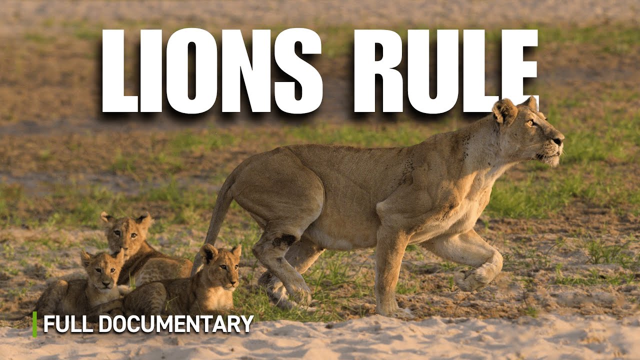 Lions Battle for the Glade | Full Nature Documentary