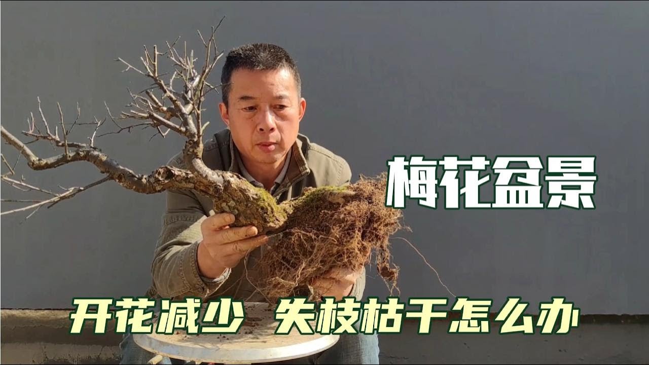 How to treat plum bonsai 