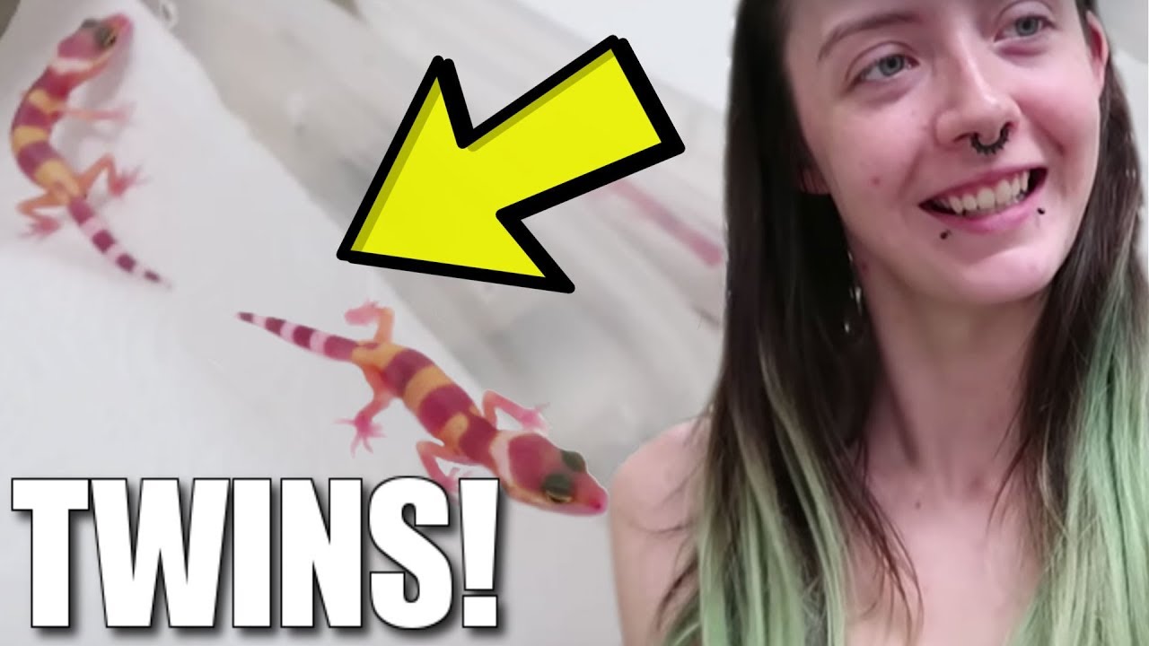 WE HATCHED TWIN LEOPARD GECKOS!!! | BRIAN BARCZYK