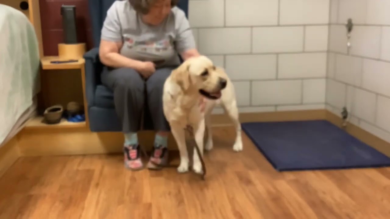Leader Dog Meets Her New Blind Handler