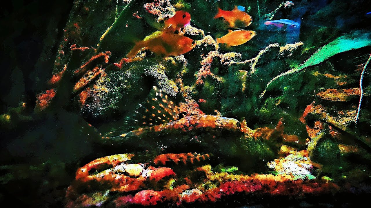 Amazon Community Tank Feeding on Substrate | Tetras, Corydoras, Apistogramma & Pleco