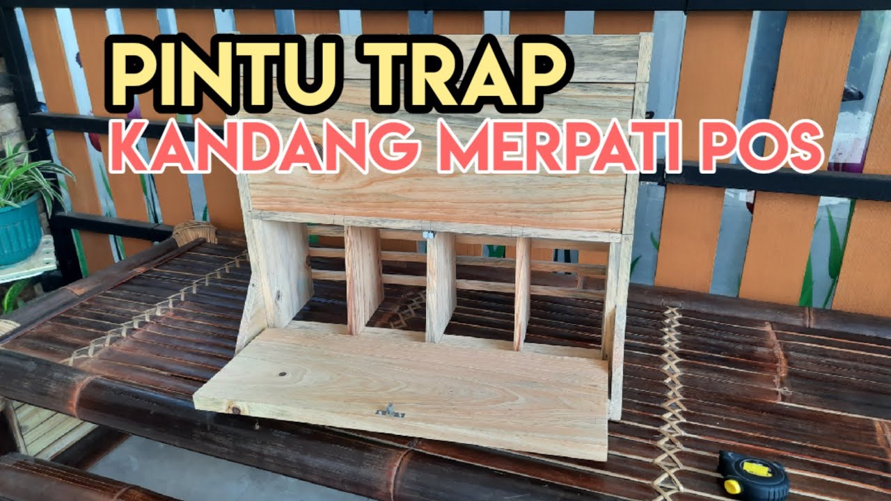 Pintu Trap Kandang Merpati Pos #merpatipos