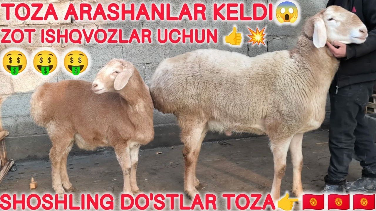 👉🇰🇬 ARASHANLAR SOTILADI TOZA😱 #arashan #qochqorboqish #arashan #xisori #andijonbozor  #rek 