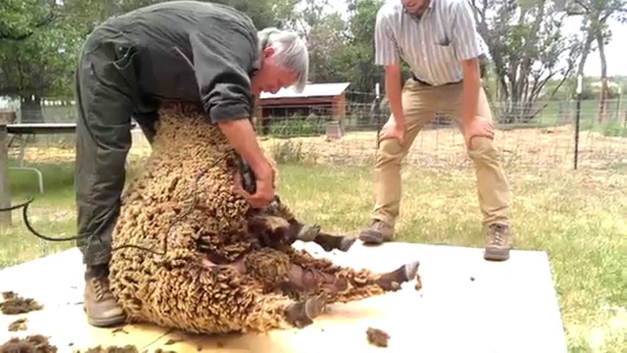Sheep Shearing with David Lynch