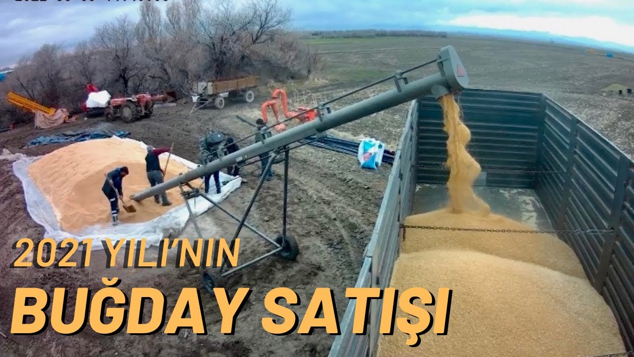 45 TON TIR GÖMÜLDÜ | BUĞDAY SATIYORUZ.!