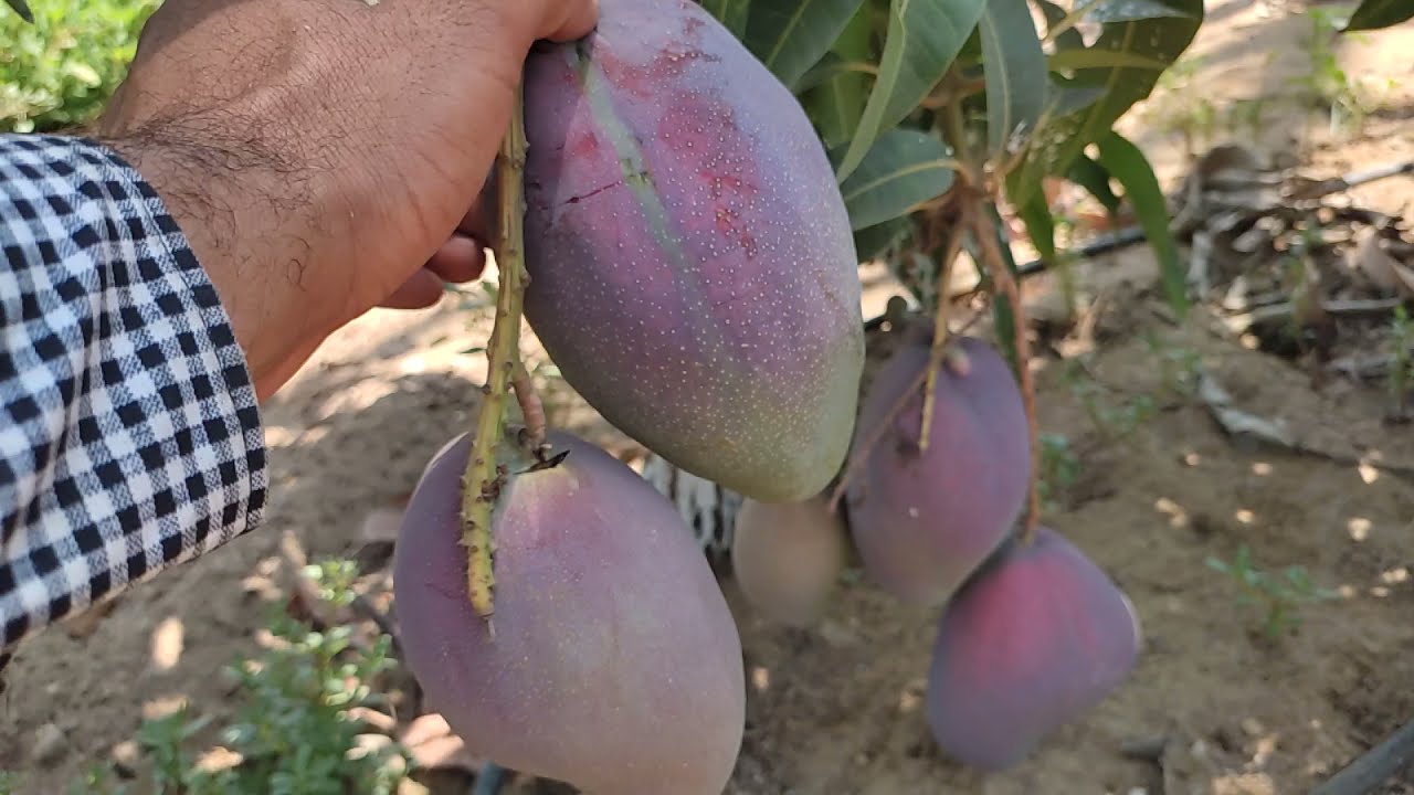 ما شاء الله على انتاج مزرعه مانجو ناعومي عمر ثلاث سنوات  واتس 01022222527
