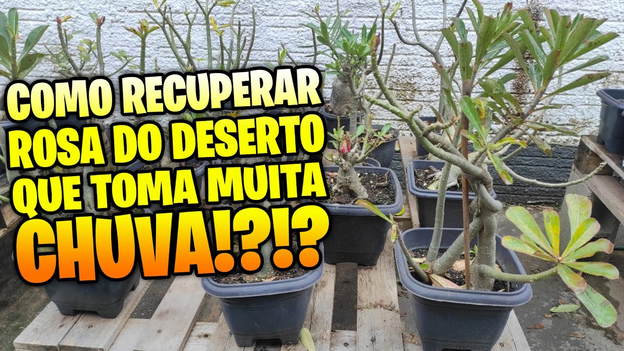 ✅ [INFALÍVEL] Guia definitivo para recuperar ROSAS DO DESERTO judiadas pela chuva
