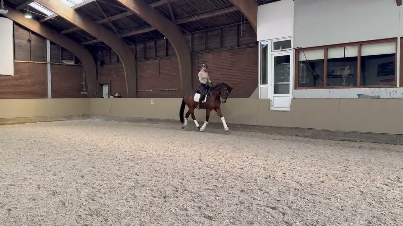FOR SALE Furst Jazz x De Niro, gelding, 2022, 1.70m 