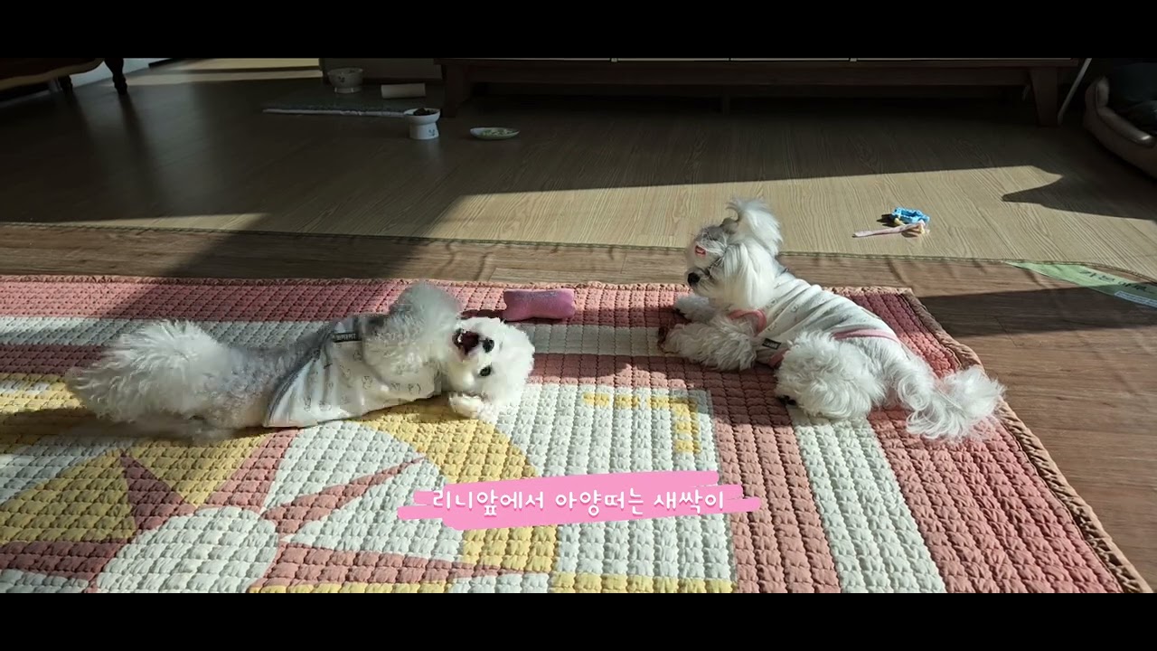 리니앞에서 아양떠는 새싹이