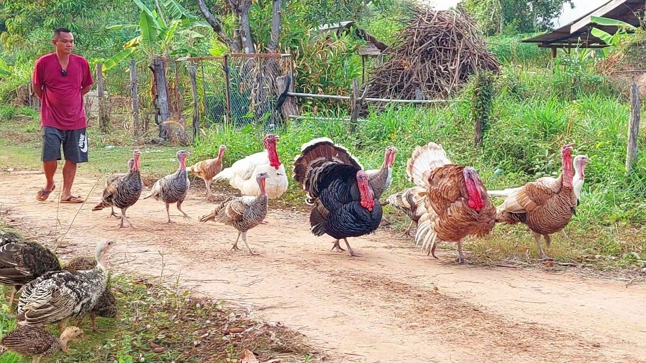 เลี้ยงไก่งวงเป็นทั้งสวยงามและอาหารพร้อมสร้างรายได้!!ไม่สิ้นสุดจนไม่พอขาย