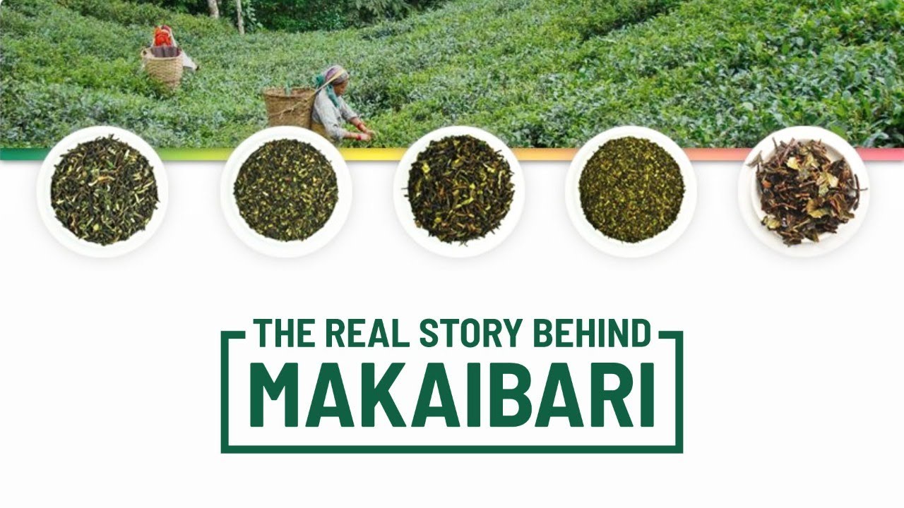 The Untold Story of world's first tea factory Makaibari Tea Estate Darjeeling