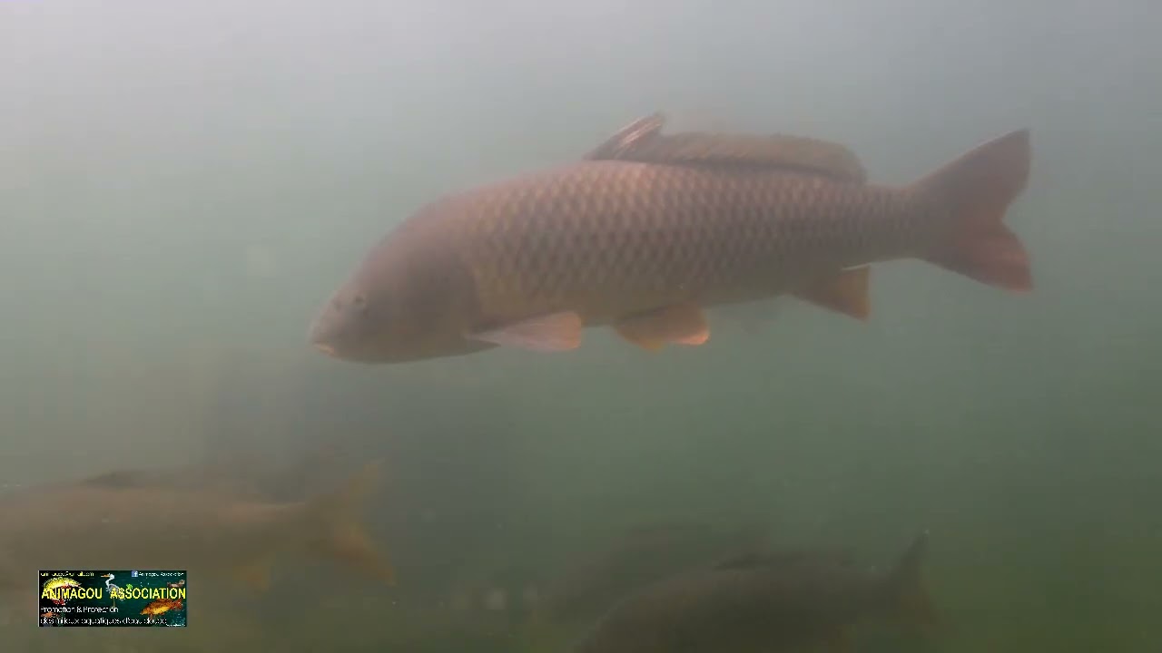 Plus de fish, plus de fil ...