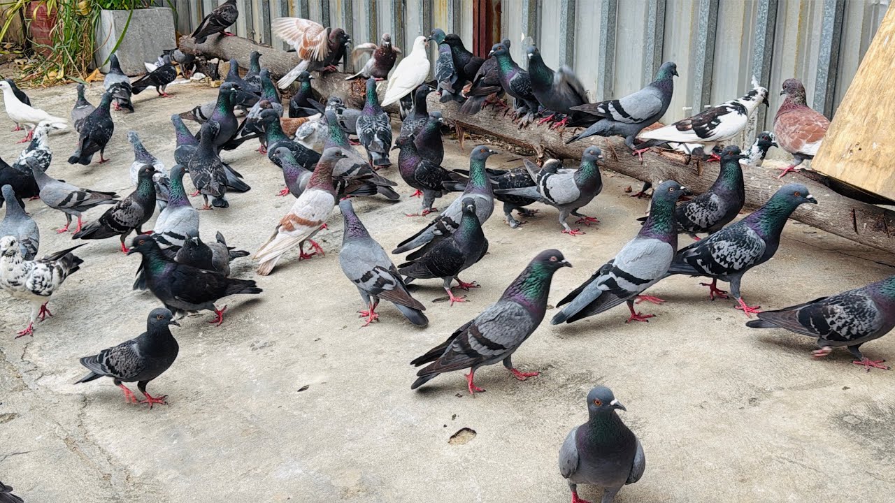 Luckily, I put food for many pigeons near the tree.
