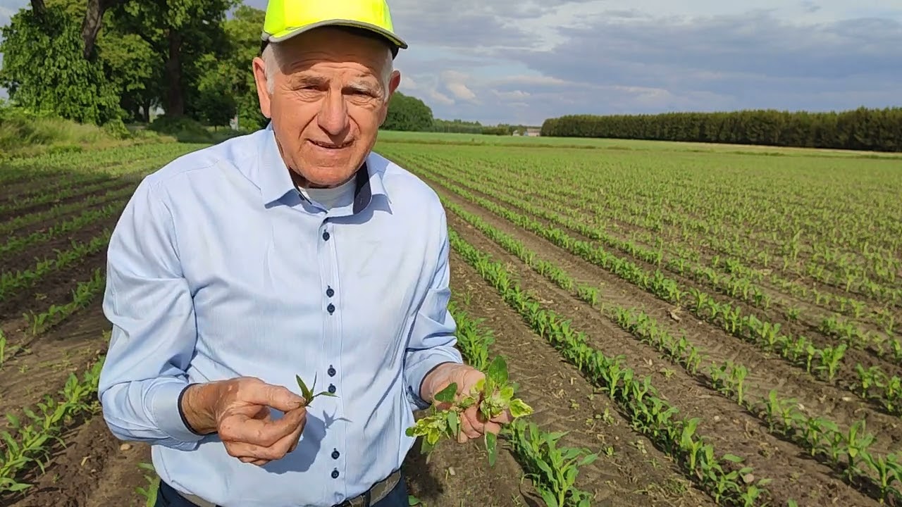 2022 05 29 Drugie obserwacje wegetacji kukurydzy