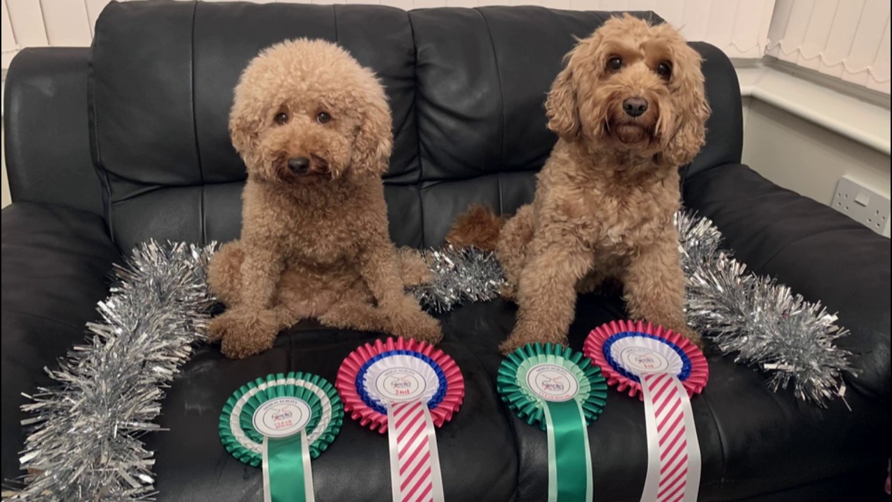 Nedlo Winter Series - Dec 2019 - Poppy Cockapoo and Little Fizz
