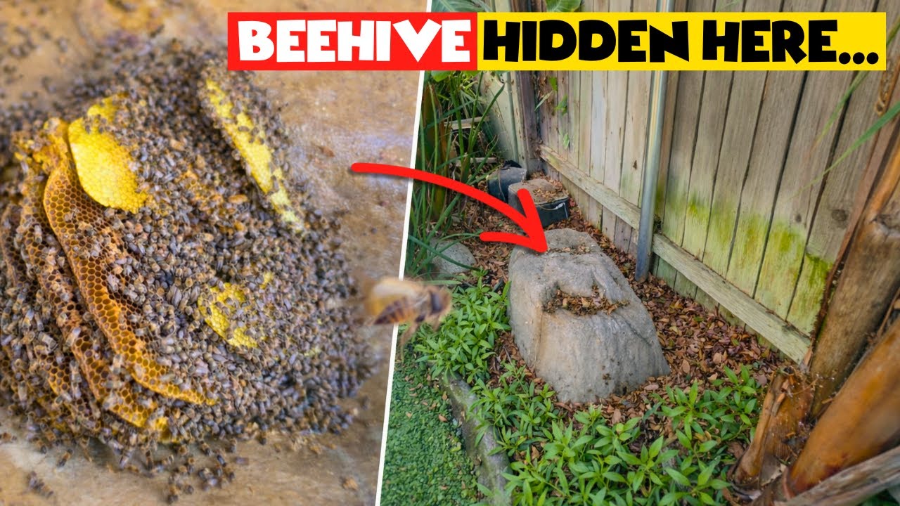 Giant Beehive Removal Gone Wild