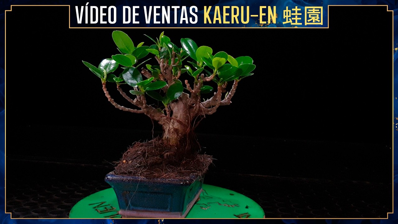 Nuevos ficus Planta shohin en mercadillo Kaeru-en
