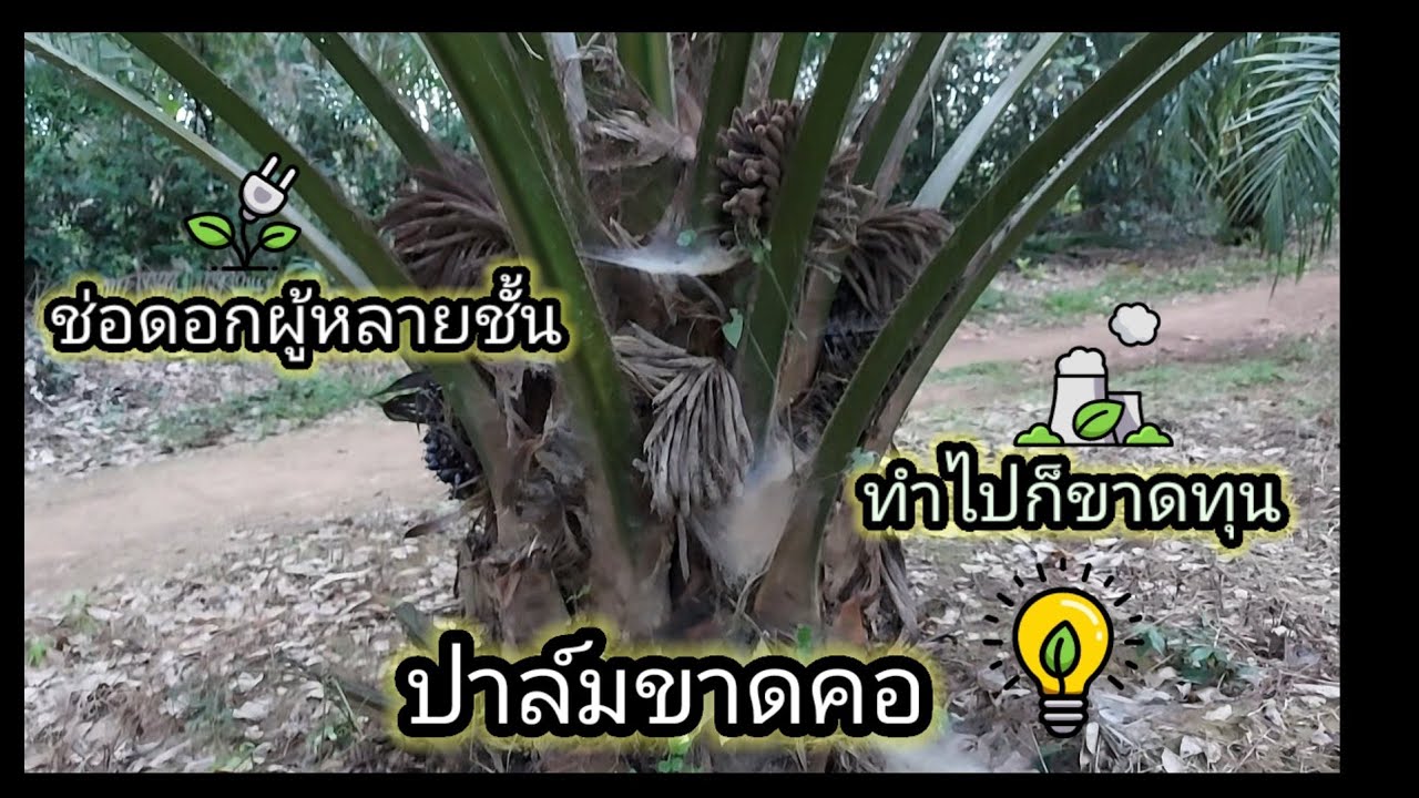 การจัดการสวนปาล์มน้ำมัน ปาล์มขาดคอ ep.1 | วังอโกร
